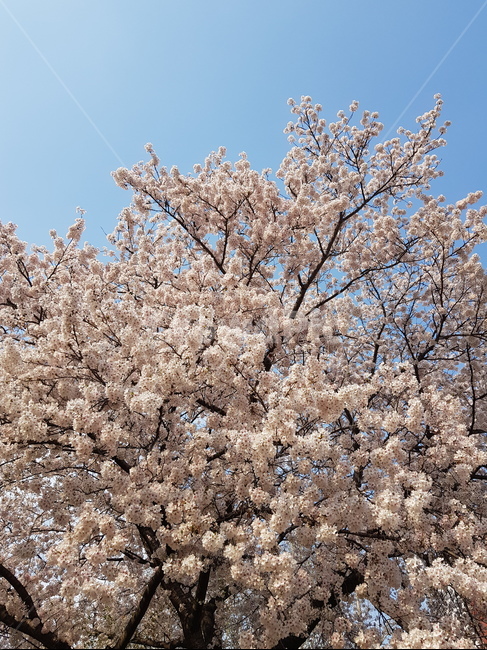 봄,벚꽃,꽃,따뜻함,분홍,봄,계절,spring,season,plant,식물,blossom,flower