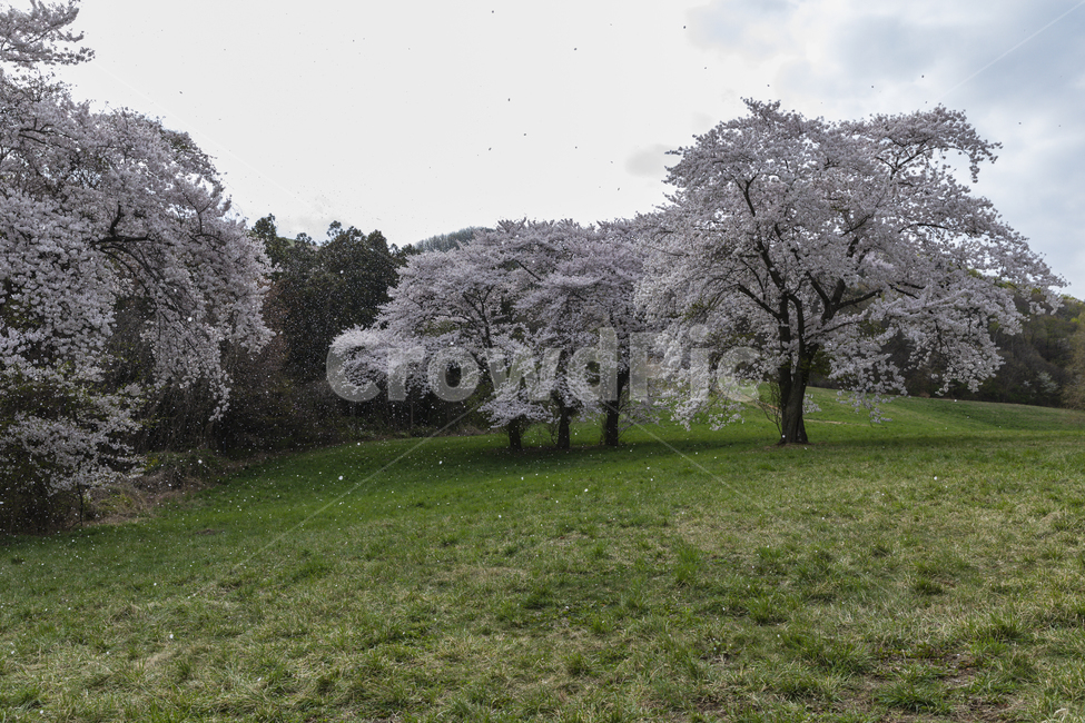 꽃,벚꽃,목장,초원,봄,spring,outdoor,background,green,flower,blossom,cherry,garden,countryside,farm,pasture,dreamlike,beautiful
