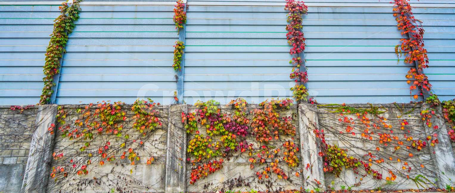 담장,팬스,담쟁이,넝쿨,단풍,가을,식물,가을,계절,fall,autumn,season,wall,벽,plant