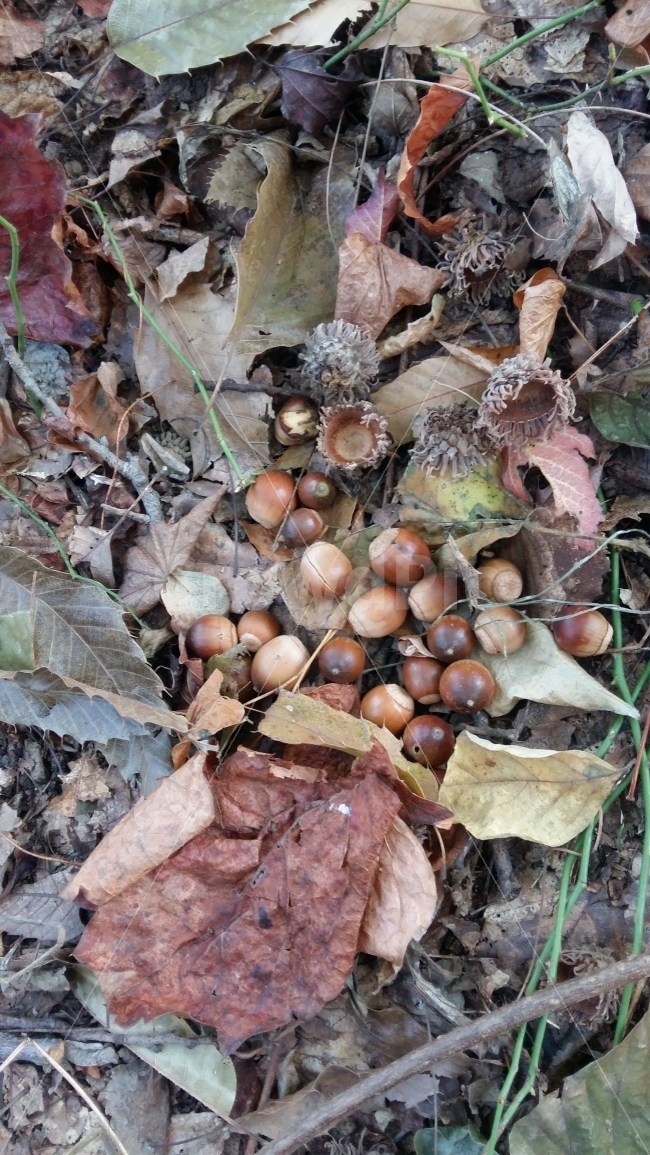 낙엽,도토리,자연산,자연,숲,가을,가을숲,숲속,열매,가을,계절,fall,autumn,season,음식,식재료,요리,food,cook,meal,dishes,food reserves,plant,식물,seed,씨,grain,곡물,vegetable,야채,nut,너트,acorn