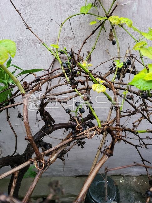 덩굴,포도,자연,나무,마당