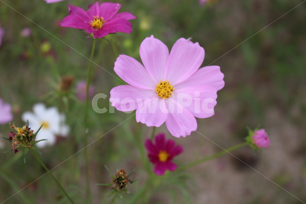 plant,식물,blossom,flower,꽃,geranium,제라늄,petal,꽃잎,코스모스,배경
