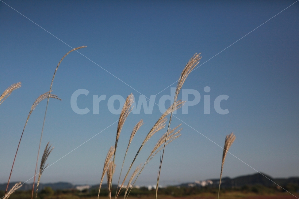갈대,하늘,살랑살랑,가을,풍경,가을,계절,fall,autumn,season,식물,자연,plants,nature,grass,잔디,plant,lawn