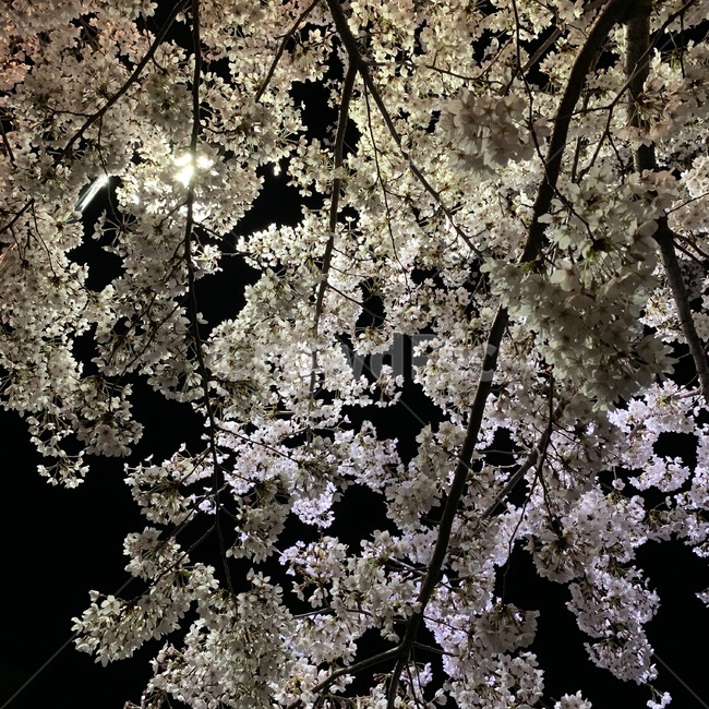 벚꽃,꽃,밤,night,flower,cherryblossom,blossom,plant,식물