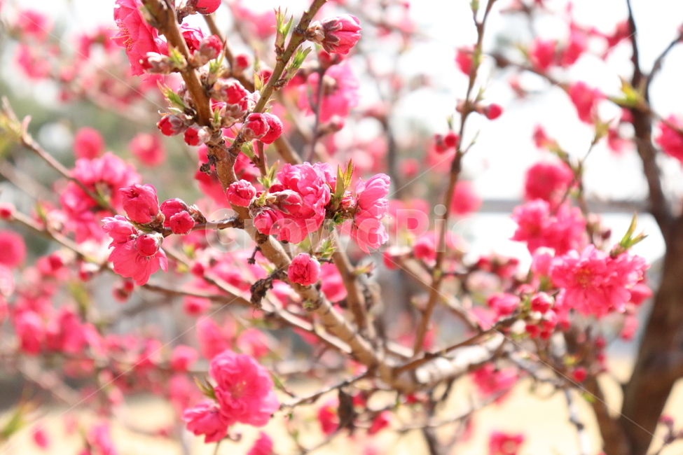 꽃,빨강,접사,화사함,이쁨,봄,계절,spring,season,식물,자연,plants,nature,꽃,flower,plant