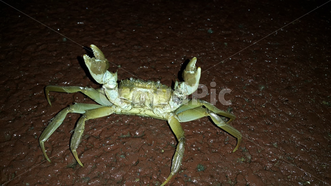 민물게,안양천,참게,개천,생태계,동물,animal