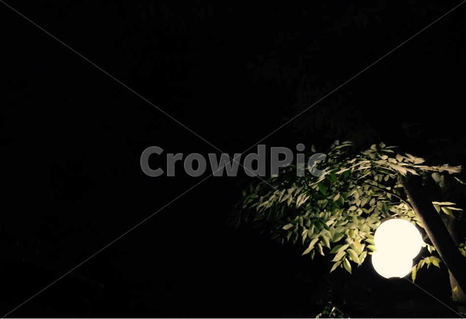 가로등,나무,어둠,빛,자연,밤산책,야경,밤,풍경,nightscape,night,landscape,nature,outdoors,옥외