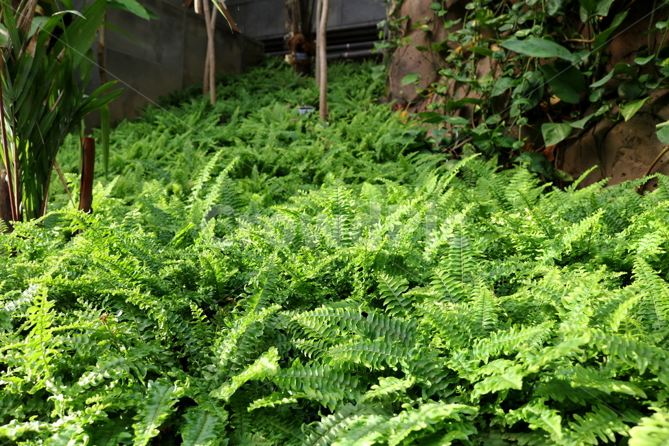 고사리,보스톤고사리,미국고사리,식물,고란초과,자연,식물원,식물,자연,plants,nature