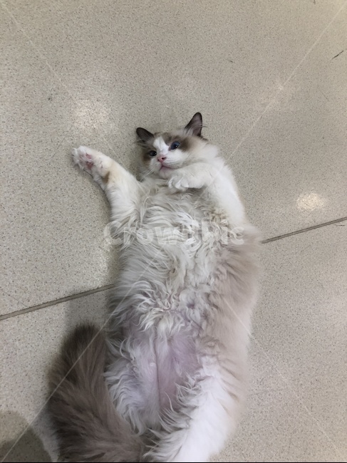 고양이,냥이,페르시안고양이,냥,고양이카페,동물,animal,포유류,mammal,고양이,cat,kitten,kitty