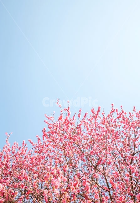 꽃,나무,매화,홍매화,핑크,분홍,식물,자연,야외,봄,풍경,봉은사,관광명소,spring,plants,folower,nature,landscape,sky,pink,scenery,봄,계절,spring,season,자연,풍경,nature,landscape,plant,flower,blossom