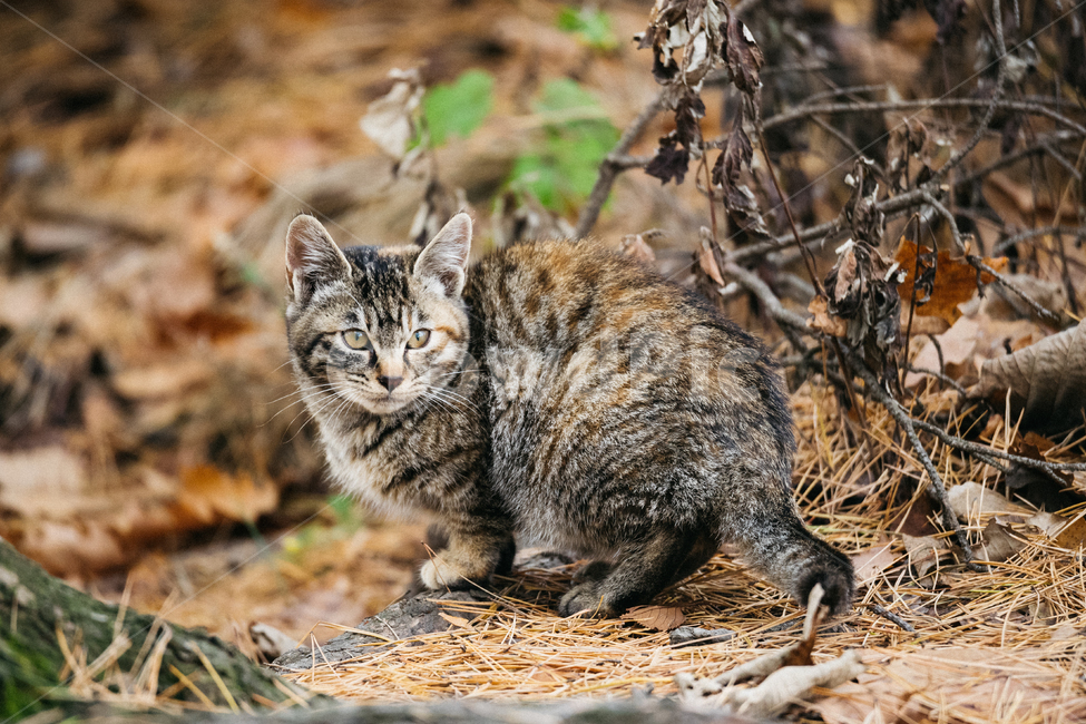 고양이,cat,길고양이,냥이,냥냥이,동물,animal,포유류,mammal,고양이,cat,kitten,kitty