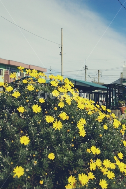 꽃,flower,노랑,yellow,길,골목,alley,봄,spring,식물,자연,plants,nature,꽃,flower,감성,sensible,feeling
