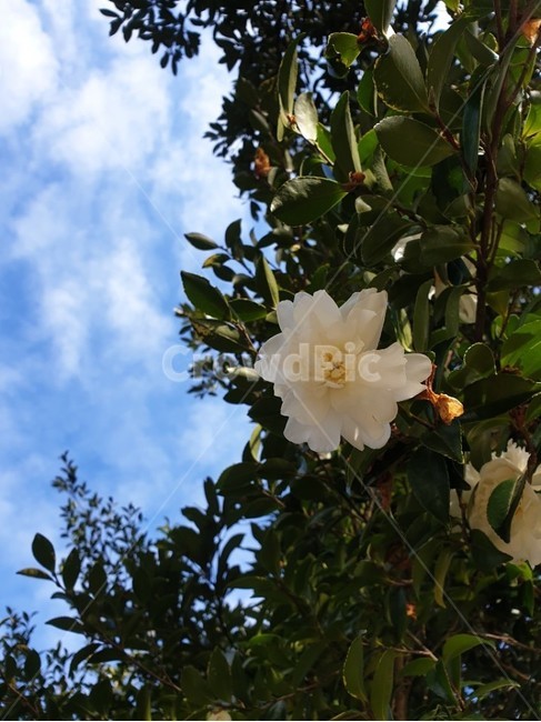 동백,동백나무,동백꽃,흰동백,나무,하늘,자연,숲,식물,자연,plants,nature,꽃,flower