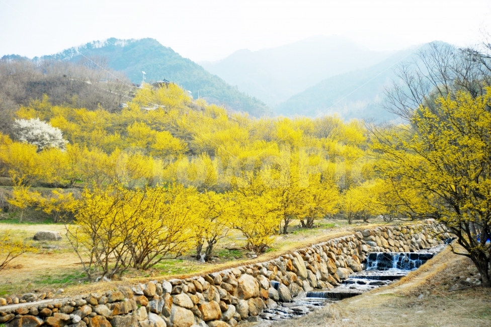 구례,산수유,꽃,군락지,봄,꽃밭,노란,봄,계절,spring,season,자연,풍경,nature,landscape,한국자연풍경,한국자연경관,korea nature landscape,dirt road,흙길,gravel,자갈,road,도로