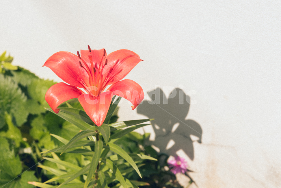 꽃,백합,lily,자연,식물,아시아틱백합,나리,들꽃,야생화,flower,plant,식물,자연,plants,nature,꽃,flower,색깔,색상,색채,색감,color sense,color sensitivity,feeling of color