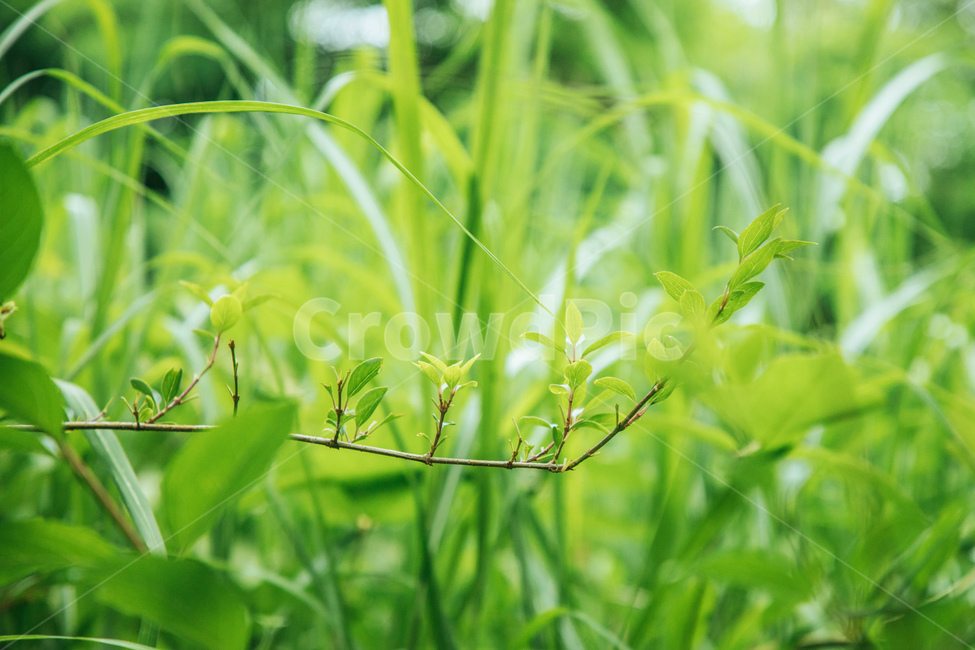 나무,나뭇잎,풀,풀잎,자연,숲,공원,산,푸른,초록,청록,맑은,싱그러운,상쾌한,식물,자연,plants,nature