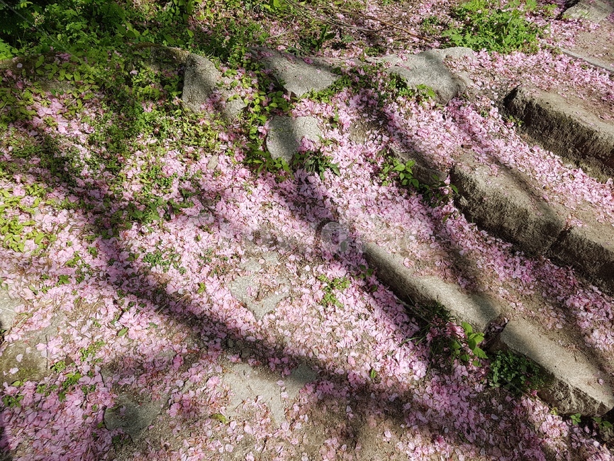 봄,꽃잎,낙화,그림자,감성,나무,식물