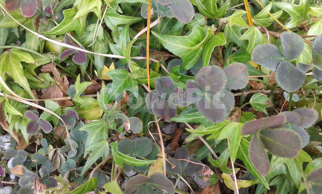 plant,식물,pottedplant,화분,vase,초록,식물,자연,plants,nature