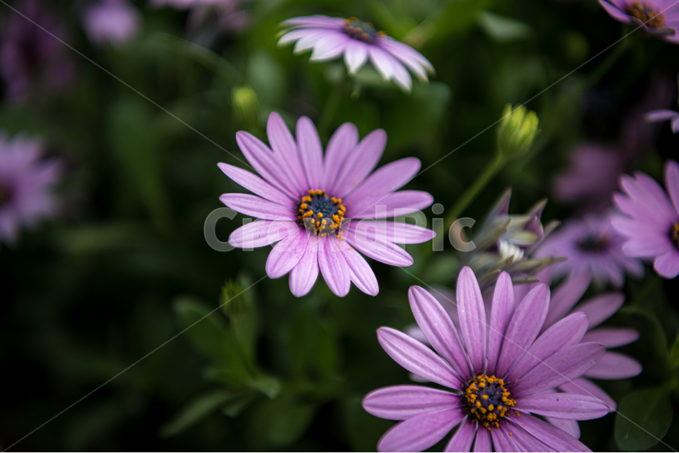 데이지,꽃,봄,계절,자연,식물,야외,공원,spring,nature,핑크,분홍색,pink,season,plants,flower,감성,sensible,feeling,보라색,purple,퍼플,녹색,그린,green