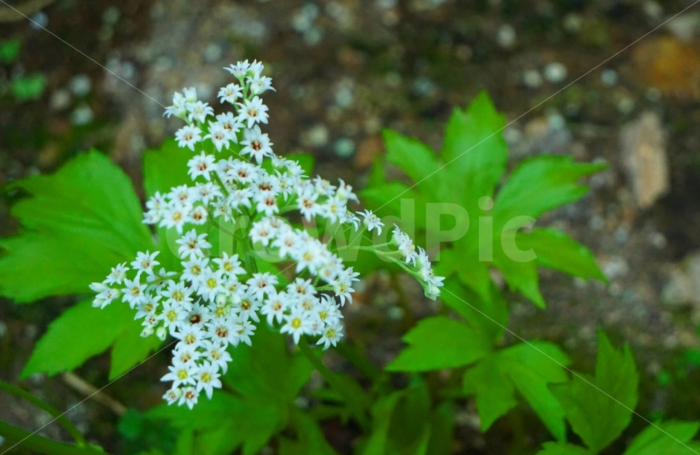 꽃,풀,잎,봄,꽃잎,접사,아웃포커싱,식물,자연,plants,nature,꽃,flower