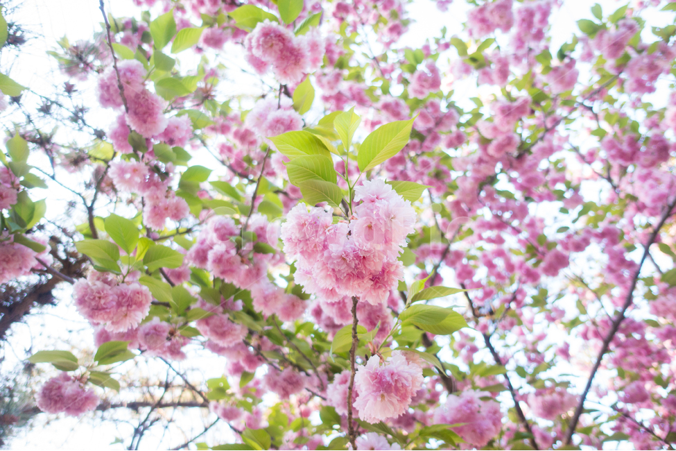 복사꽃,봄,꽃,핑크,4월,spring,flowers,pink,april,봄,계절,spring,season,식물,자연,plants,nature,꽃,flower,plant,blossom,cherry blossom,벚꽃