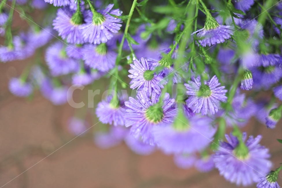 꽃,비,보라,감성,인스타kswttl123,식물,자연,plants,nature,꽃,flower