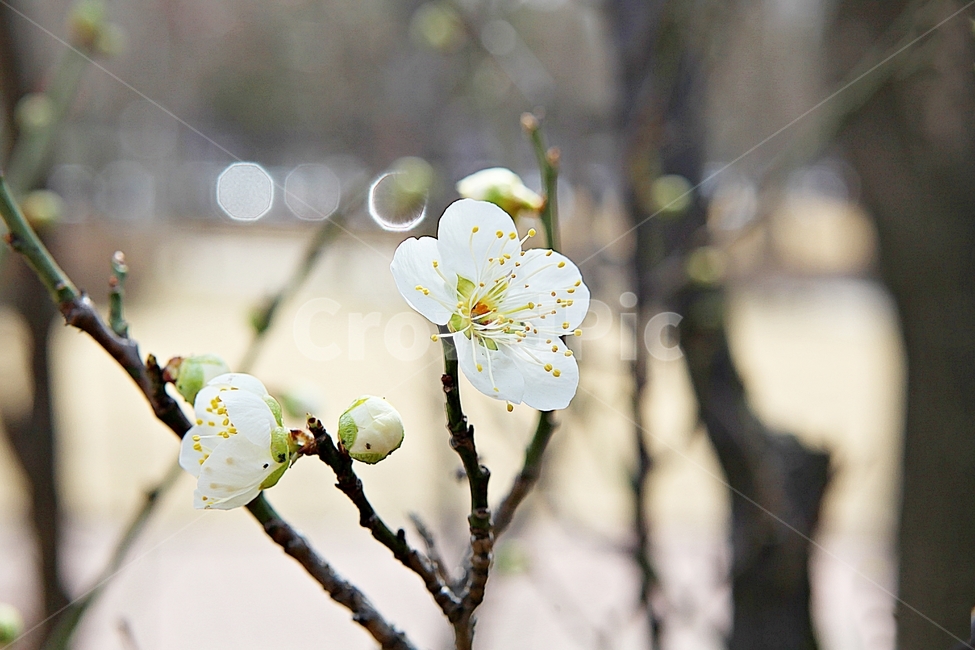 매화,매화꽃,꽃,꽃잎,봄꽃,봄,매화나무,식물,식물,자연,plants,nature,꽃,flower