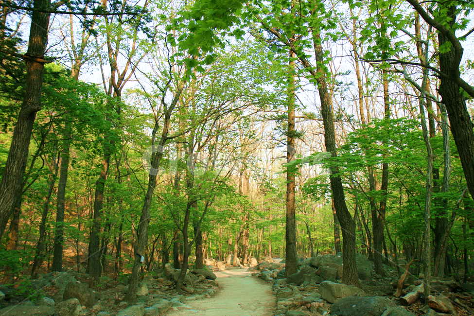 산책길,길,산길,설악산,녹색,여름,봄,산중,산,시골길,그린,나무,나뭇잎,잎사귀,하늘,산속,자연,풍경,nature,landscape,path,통로,plant,식물,tree