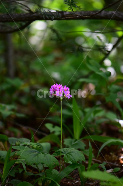 큰앵초,야생화,생태,식물,꽃,자연,힐링,플라워,wildflower,flower,plants,nature,season,감성,느낌,emotion,feeling,초본