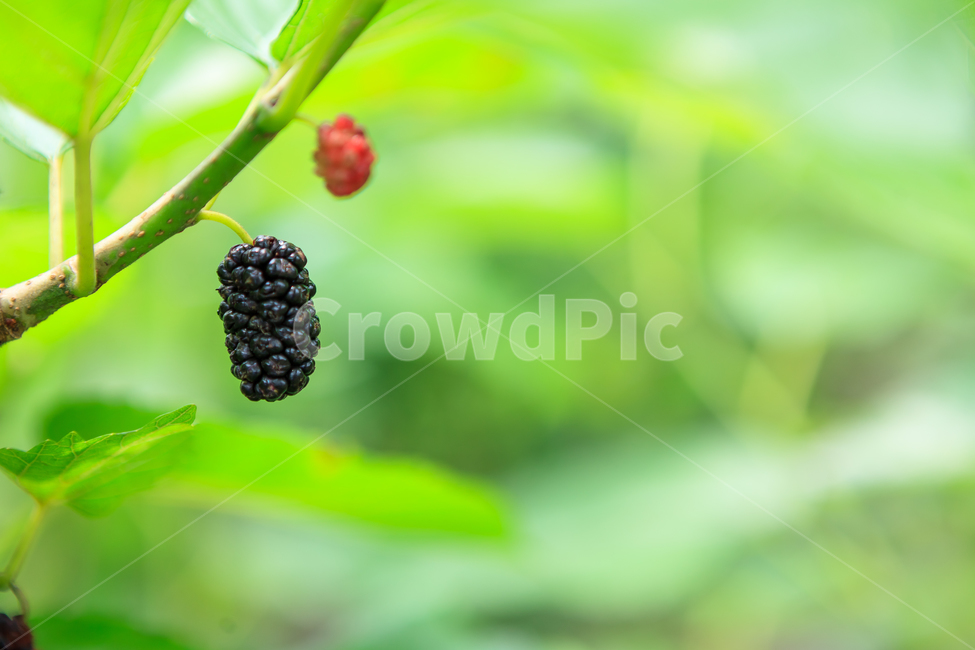 오디,여름,뽕나무,열매,신선한,식물,식물,자연,plants,nature,과일,열매,fruit
