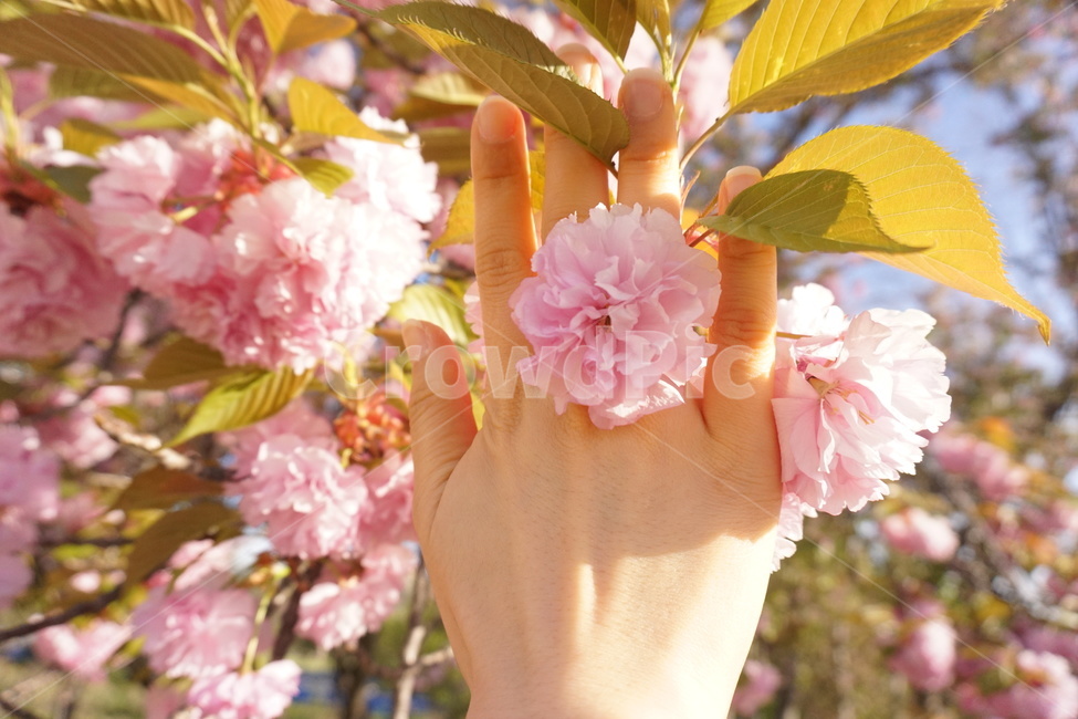 겹벚꽃,벚꽃,벚꽃놀이,분홍꽃,봄,flower,벚나무,봄,계절,spring,season,식물,자연,plants,nature,꽃,flower,plant,blossom