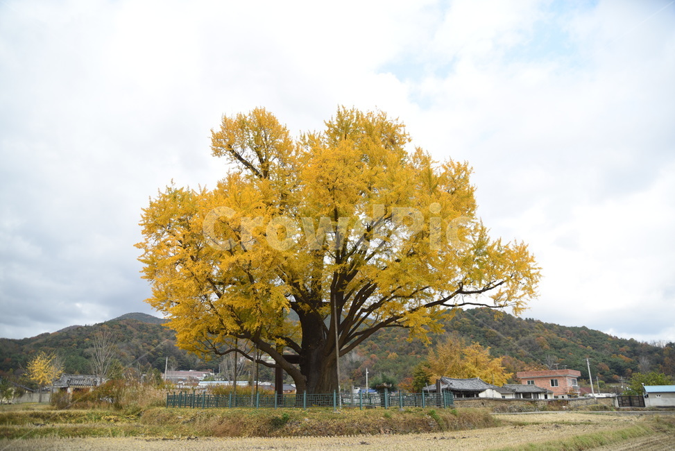 노거수,은행나무,구량리,tree,나무,plant,식물,보호수,울산,가을,계절,fall,autumn,season,식물,자연,plants,nature,나무,trees,wood,tree trunk,나무 줄기