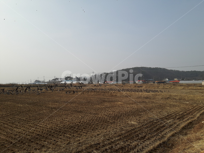 자연,풍경,철새,아름다움,생명,시골,마을,풍경,landscape,country,rural,town