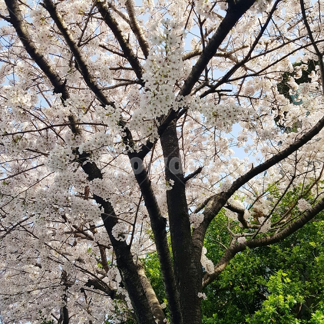plant,식물,tree,나무,cherryblossoms,벚꽃,cherryblossomstree,벚꽃나무,flower,꽃,outdoor,옥외,nature,자연,acherrytreeinfullblossom