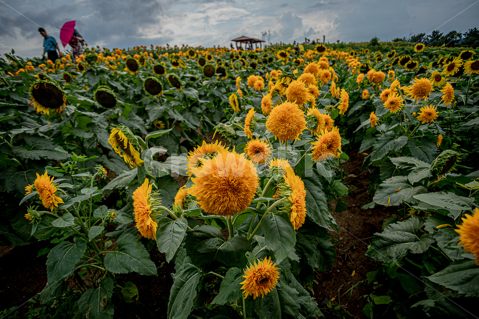 꽃,풍경,해바라기,식물,노랑,축제,식물,자연,plants,nature,꽃,flower