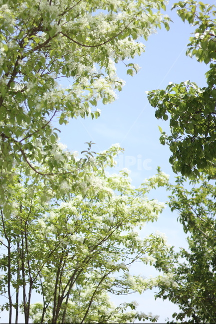 이팝나무꽃,흰색,봄,파랑하늘,맑음,식물,자연,plants,nature,나무,trees,wood