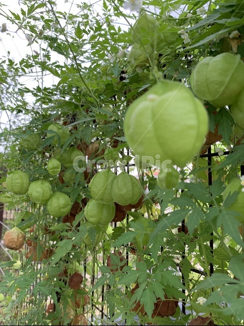 plant,식물,정원,가을,잎,넝쿨