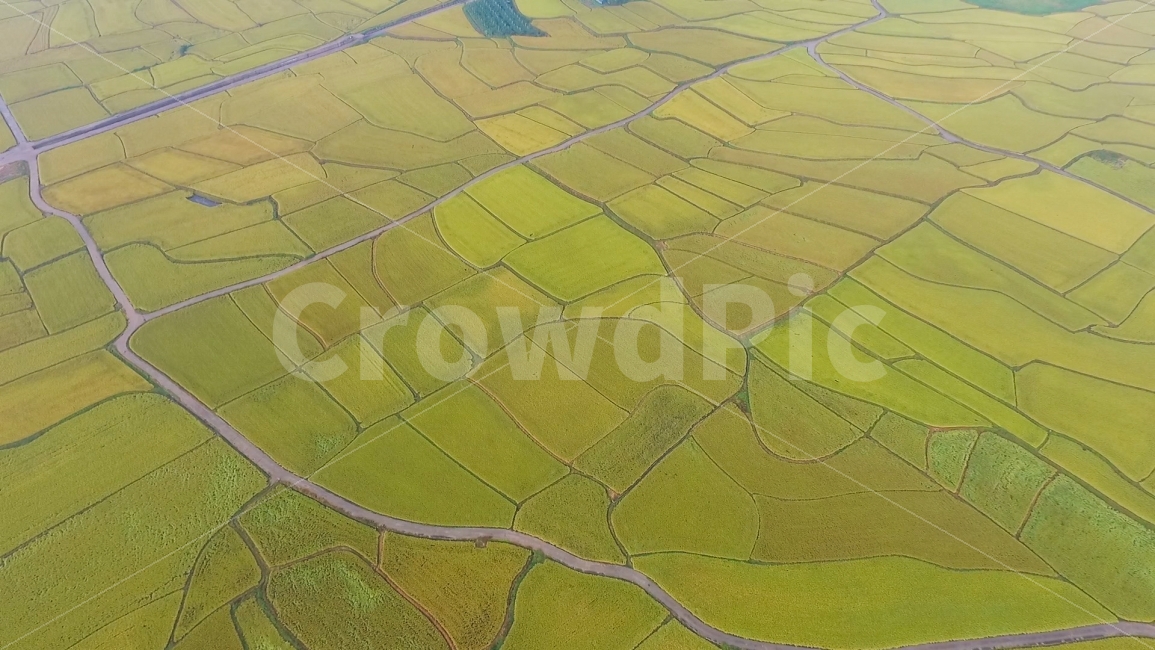 rice field farming,Aerial photography,returning to the village,clouds,rice farming,light green,plants,plains,farming,clear weather,good harvest,abundant,countryside,cool,large rice fields,Gyeongju,rice fields,inorganic farming,green rice fields,natural sc