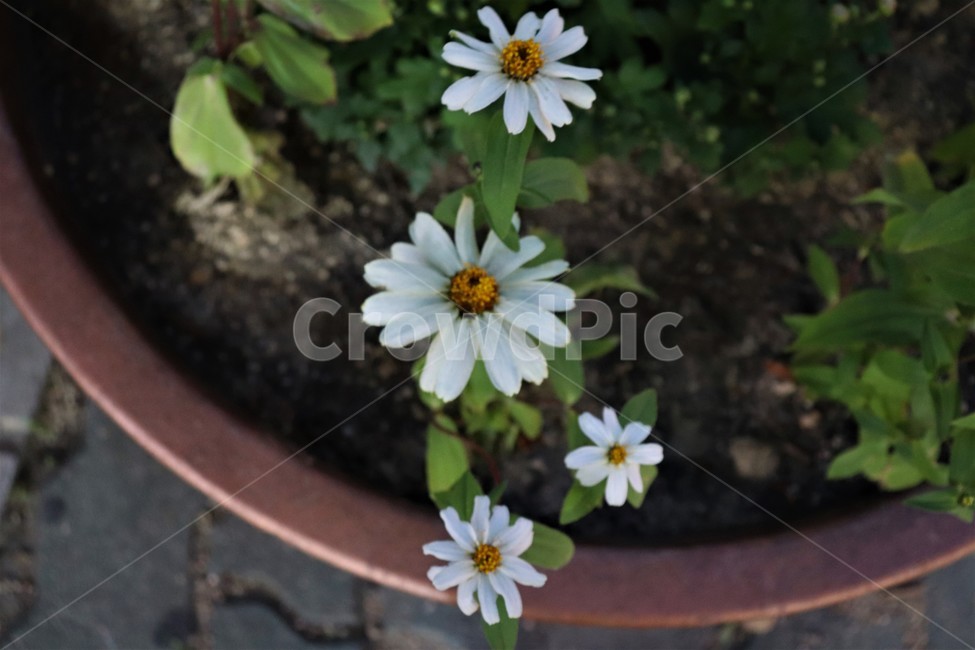 식물,flower,꽃,plant,화분