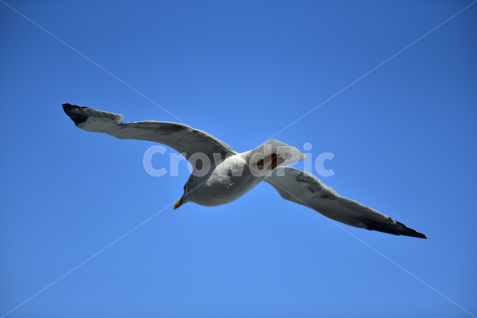 갈매기,하늘,새,조류,푸른하늘,seagull,날개,자유,버드,bird,sky,스카이