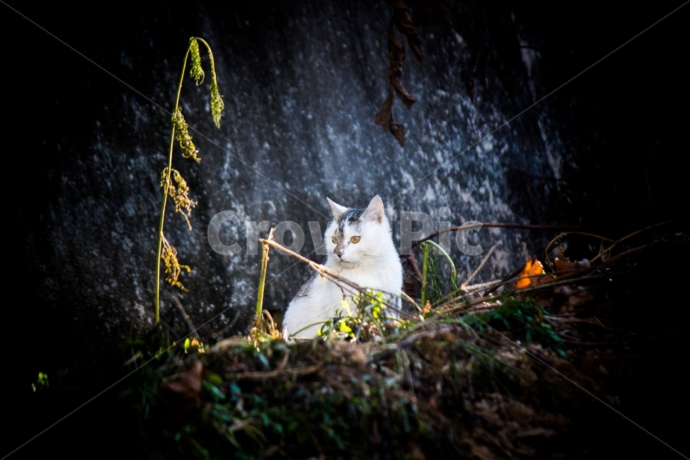 	고양이,길고양이,동물,cat,포유류,감성,일상,DSLR,100D,canon,코숏,가을,animal,kitty,길냥이,반려동물,편안,분위기,자연,따뜻함,사랑,자연스러움,야생,동물,animal,포유류,mammal,고양이,cat,kitten,kitty
