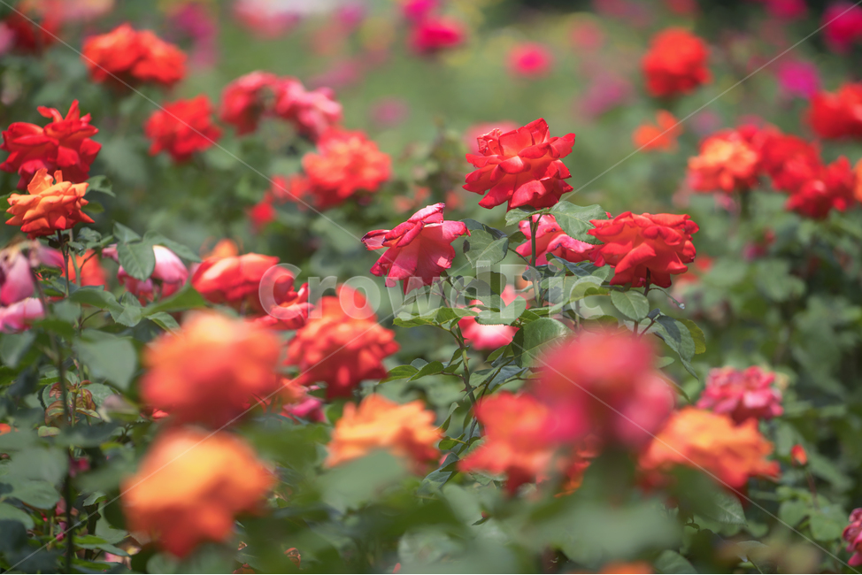 자연,풍경,꽃,감성,푸른하늘,장미,식물,자연,plants,nature,꽃,flower