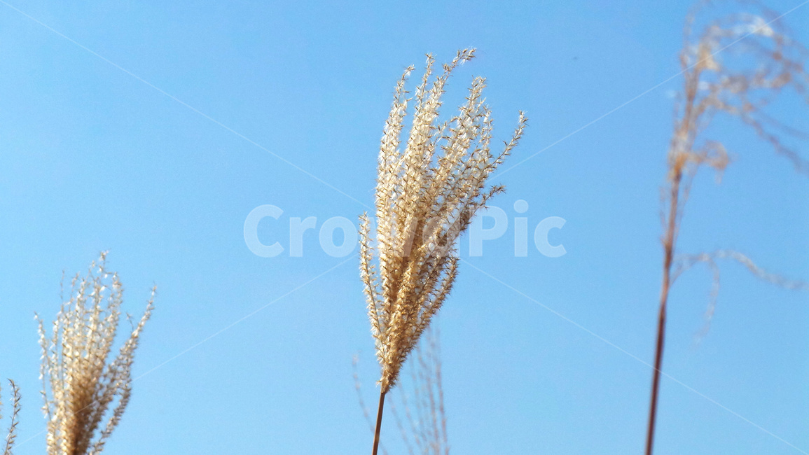 억새,억새풀,갈대,식물,플라워,가을감성,가을느낌,자연배경