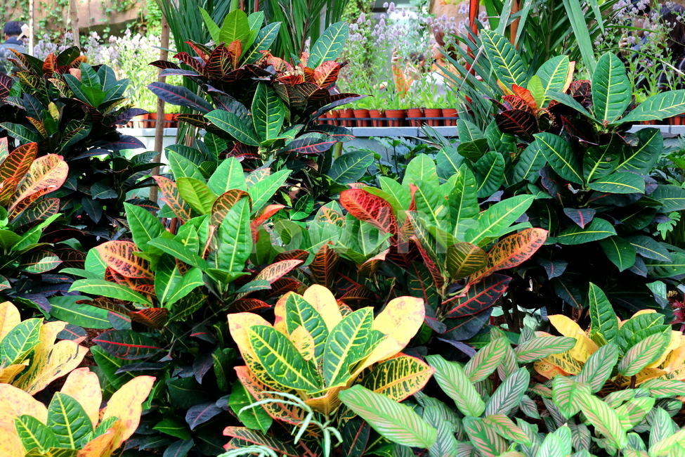 크로톤,나무,식물,관엽식물,대극과,자연,공기정화식물,변엽목,식물,자연,plants,nature