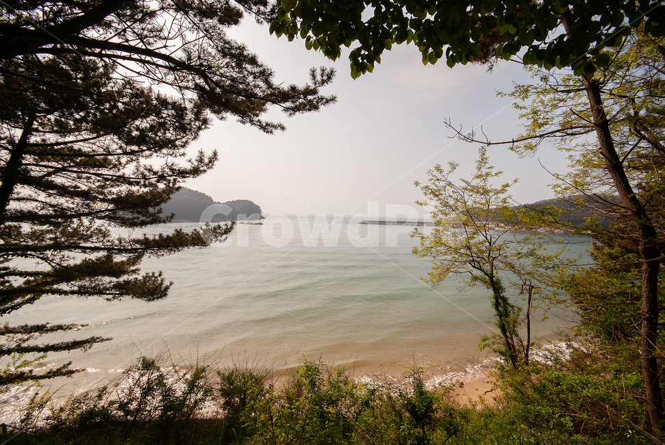 태안,태안반도,바다,바닷가,해안,섬,서해,서해바다,숲,해변,tree,나무,plant,식물
