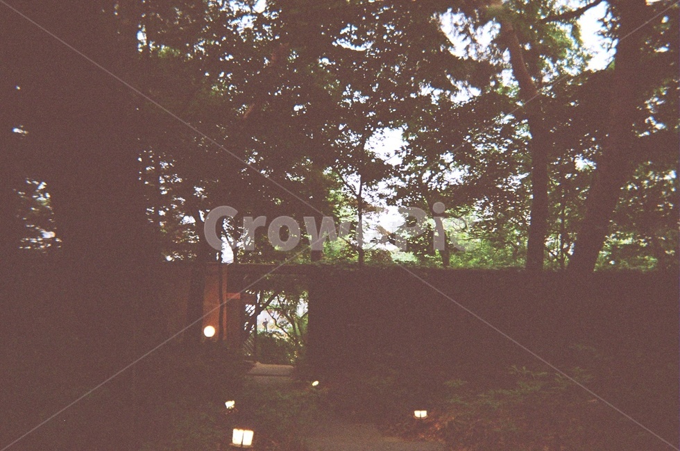 길,외길,필름카메라,아날로그,불빛,자연,풍경,nature,landscape