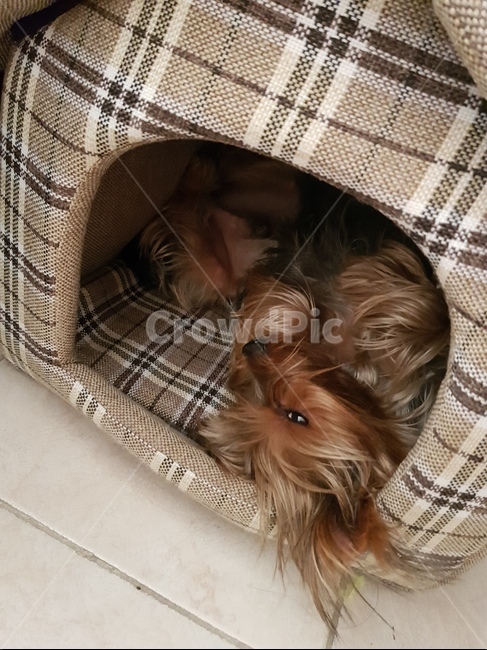 요키,요크셔테리어,애완견,반려견,반려견집,yorkie