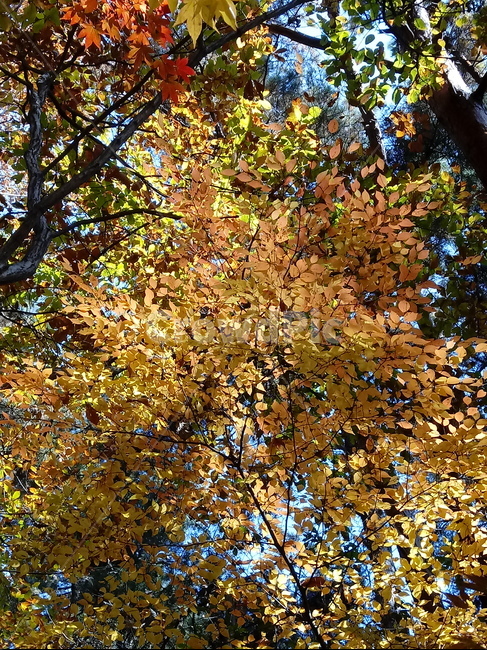 낙엽,단풍,落葉,leaves,나뭇잎,단풍나무,식물,maple,낙엽활엽관목,잎,계절,가을,자연,풍경,outdoors,옥외,fallautumnseason,naturelandscape,풍경사진,가을,계절,fall,autumn,season,tree,나무,plant,tree trunk,나무 줄기,leaf