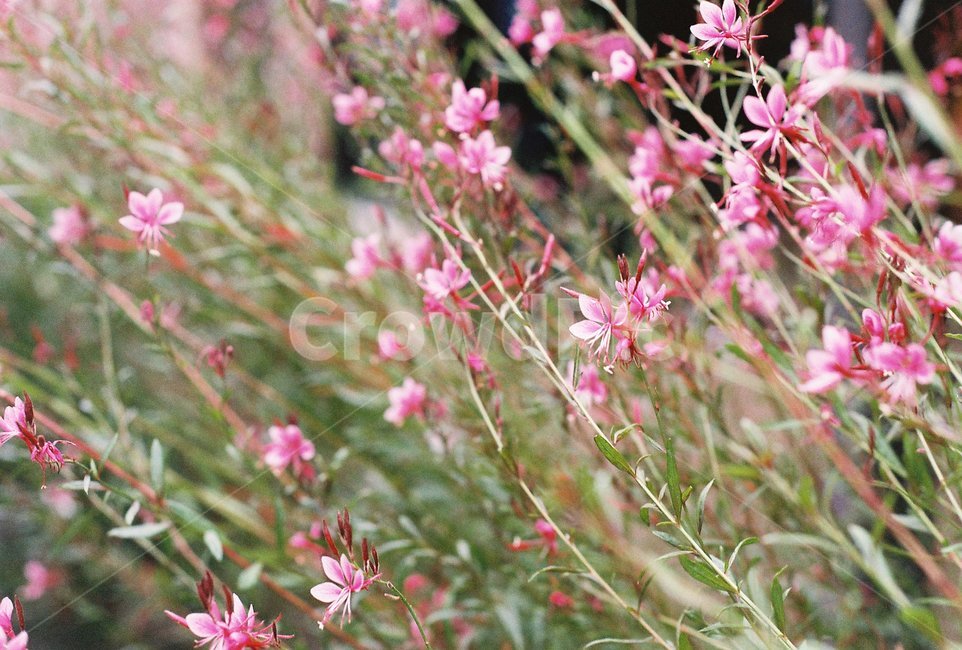 plant,식물,flower,꽃,pink,필름사진,감성사진