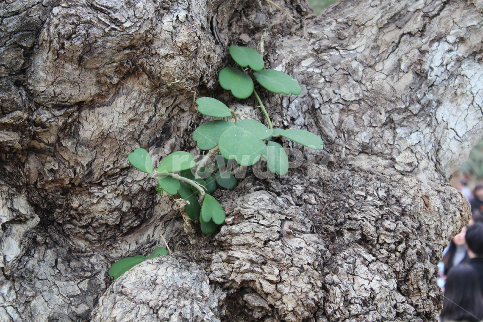 tree,oldtree,passionflower,나무,고목,클로바,하트잎,leaf,leafonthetree,식물,자연,plants,nature,나무,trees,wood